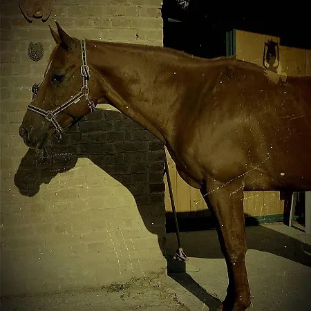 Frühstückspension Felix House