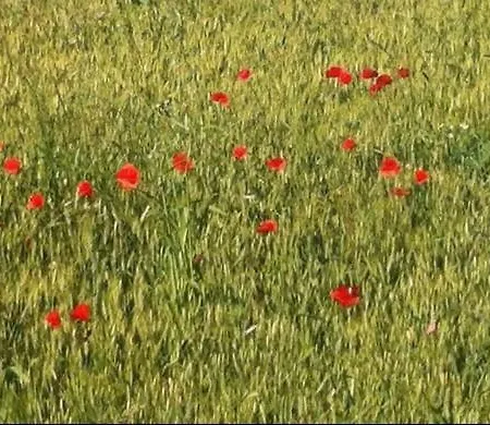 Felix House Frühstückspension Codevilla