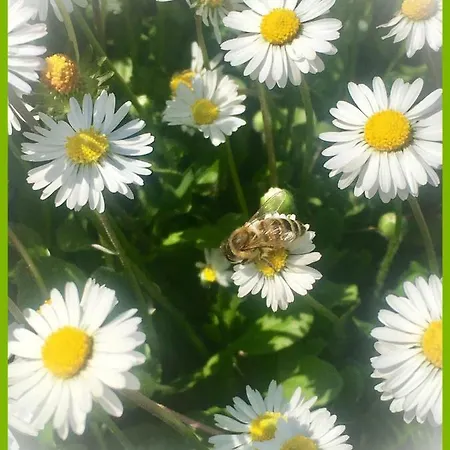 Felix House Codevilla