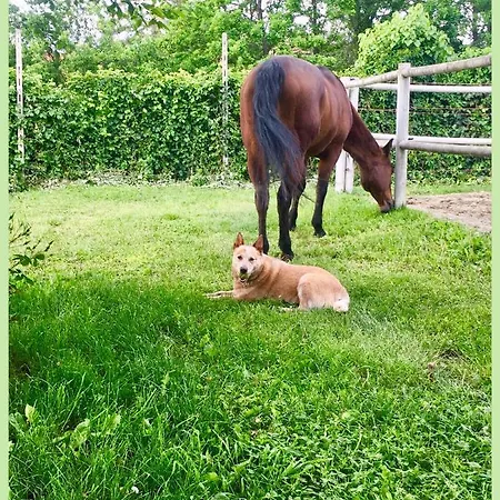 Felix House Frühstückspension