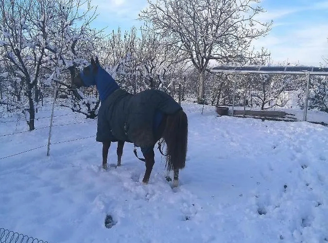 Felix House * Codevilla